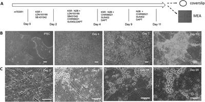 Development of a functional human induced pluripotent stem cell-derived nociceptor MEA system as a pain model for analgesic drug testing